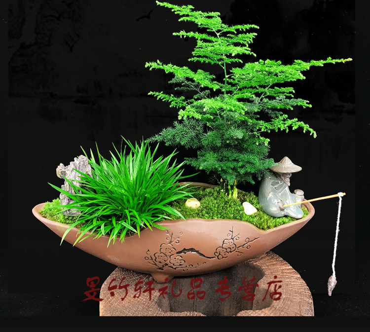 文竹盆栽植物 微景观室内花盆陶瓷四季常青盆景造型小