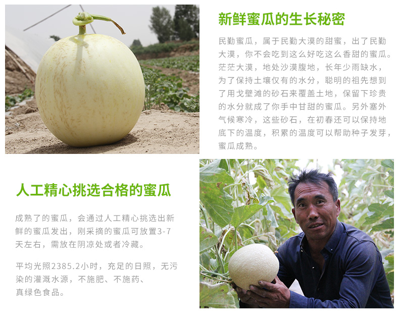 甘肃民勤蜜瓜白瓜2颗(单果3-5斤)银蒂白兰瓜 清甜可口