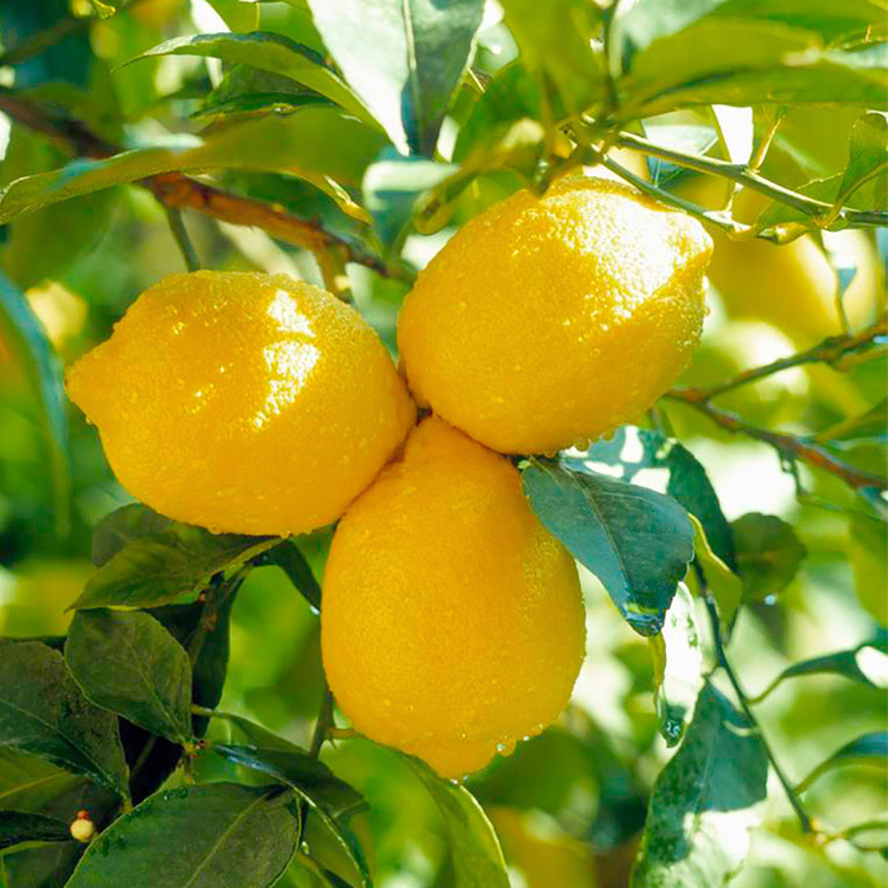 果树苗柠檬苗柠檬树苗青柠檬树苗 四季柠檬种植苗南方