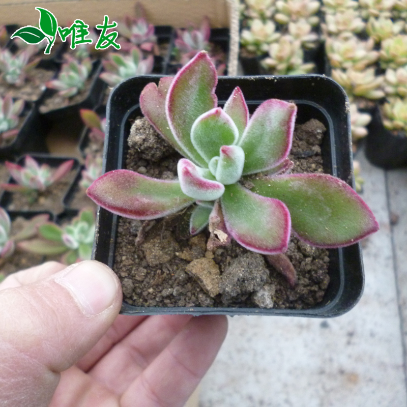 防辐射盆栽花盆花卉植物 多肉植物组合盆栽 仙人掌类可爱迷你小植物_皮皮网 防辐射盆栽花盆花卉植物 多肉植物组合盆栽 仙人掌类可爱迷你小植物
