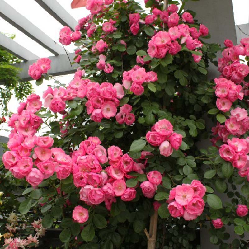 藤本植物 藤本月季