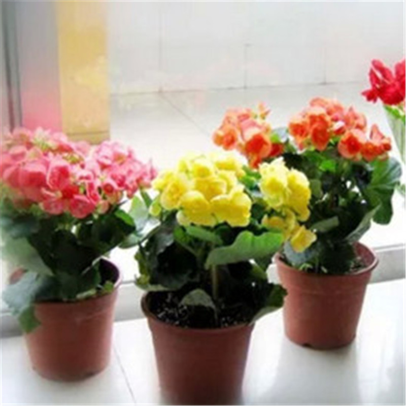 盆栽植物 海棠花 玫瑰海棠花 四季秋海棠 丽格海棠苗