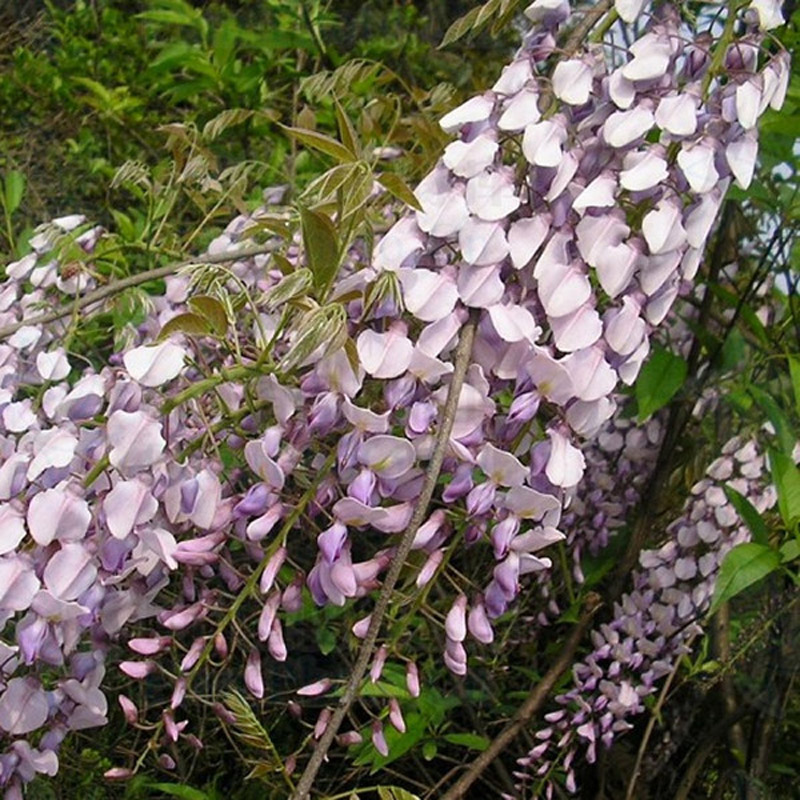 雅卉(yahui) 攀援植物庭院景观树 紫藤花 3年苗 10年苗