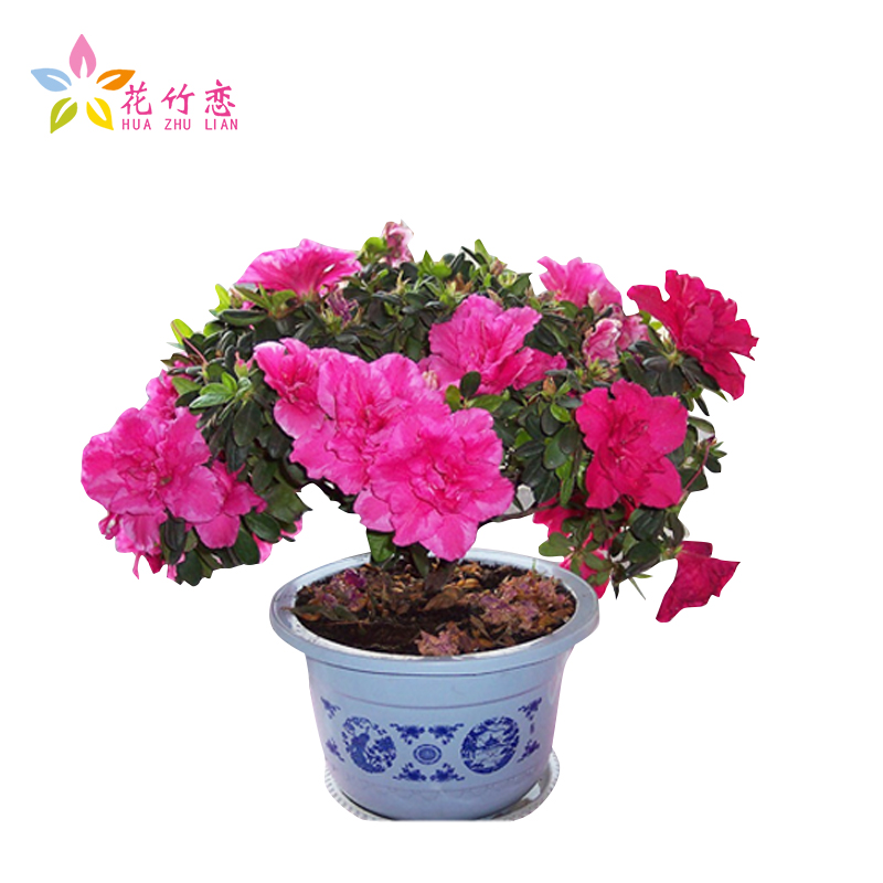 花竹恋 盆栽室内花卉观花植物 比利时杜鹃花 盆栽盆景