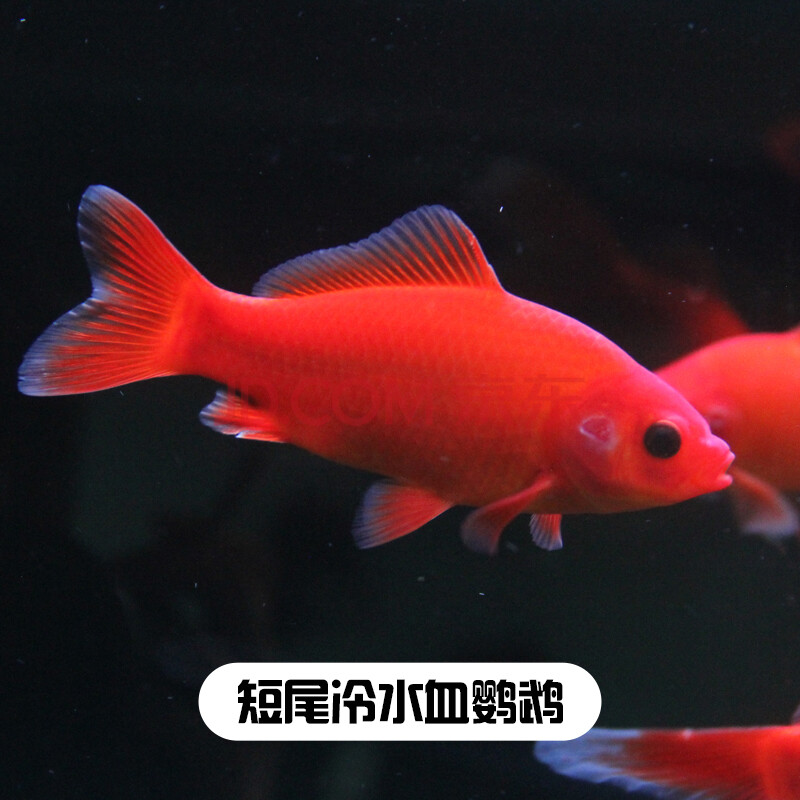 观赏鱼冷水血鹦鹉发财鱼葡萄眼黑眼草金锦鲤金鱼红草金活体sqianpet 5 7cm冷水血鹦鹉 短尾 6条 图片价格品牌报价 京东