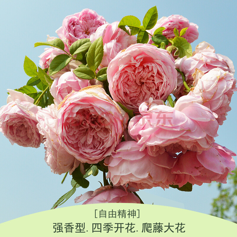 蔷薇花苗藤本月季爬墙玫瑰大花浓香庭院爬藤植物阳台盆栽欧月花卉 自由精神 中苗 爬藤不含盆 图片价格品牌报价 京东