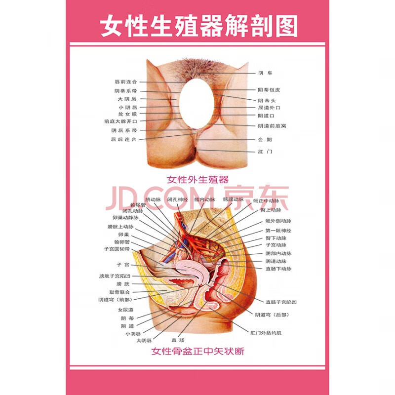 人体器官结构挂图女性泌尿图男女泌尿生殖器解剖图医学人体生殖解剖挂图女性生殖解剖图 粉色02 60 80cm 32寸相纸 厚 背面无胶 图片价格品牌报价 京东