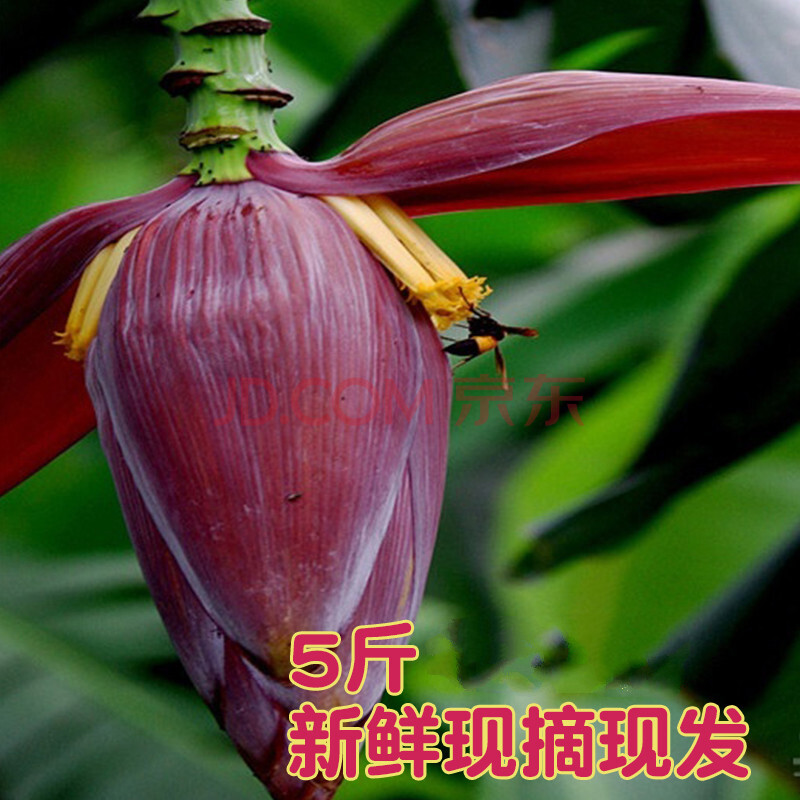 乡村芭蕉花5斤香蕉花新鲜采集大蕉花千然录色食材蕉蕾不打2500g 图片价格品牌报价 京东