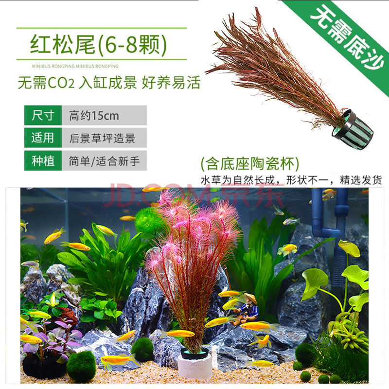 蒙贝鱼缸中后景活体水草淡水懒人造景红波大叶九冠绿宫廷类坨草易活红松尾 买1曾1 含陶瓷环 图片价格品牌报价 京东