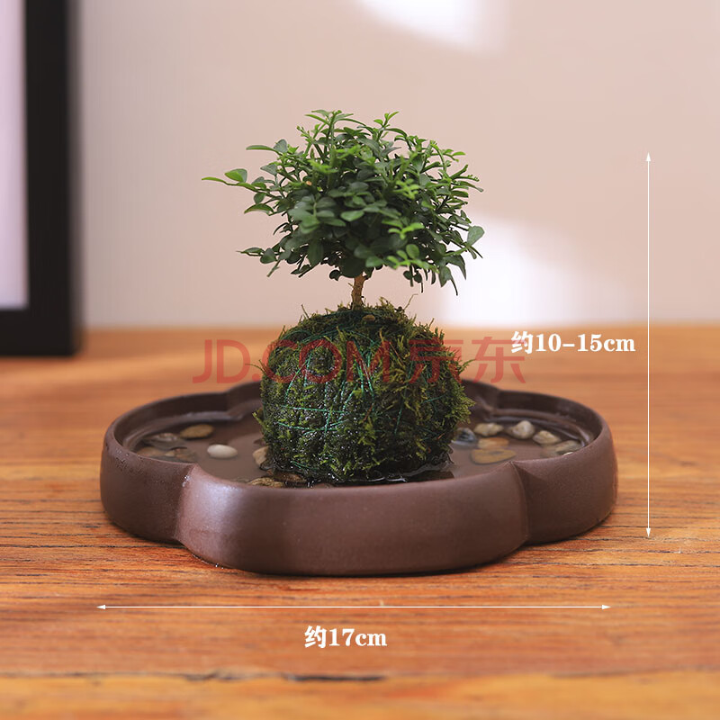 苔藓苔玉球盆栽水培植物室内好养微型盆景创意迷你绿植小叶九里香款二带盆栽好 图片价格品牌报价 京东