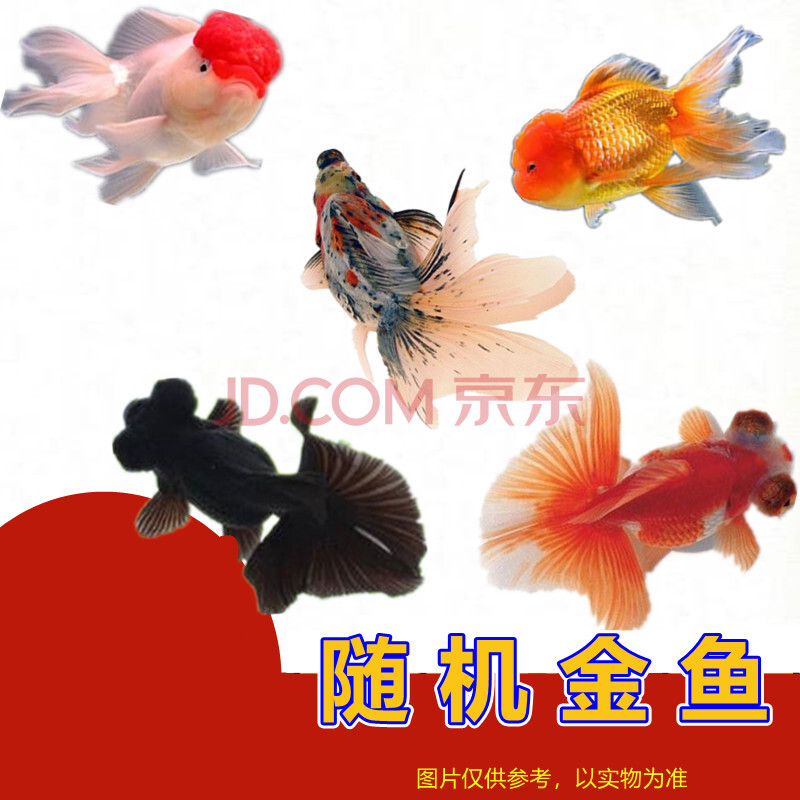 搭啵兔冷水小金鱼观赏鱼合集顶红红狮自家渔场养殖8 10cm金鱼随机5条颜色品种随机发货 图片价格品牌报价 京东