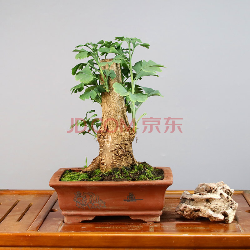 银杏树苗盆栽盆景造型老桩矮霸庭院植物南方北方种植室内花卉植物造型银杏大不含盆 图片价格品牌报价 京东