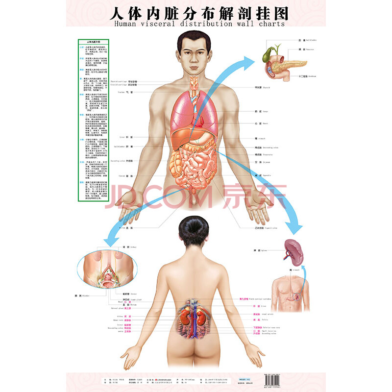 人体内脏分布解剖挂图中英文对照医用医学解剖挂图 摘要书评试读 京东图书