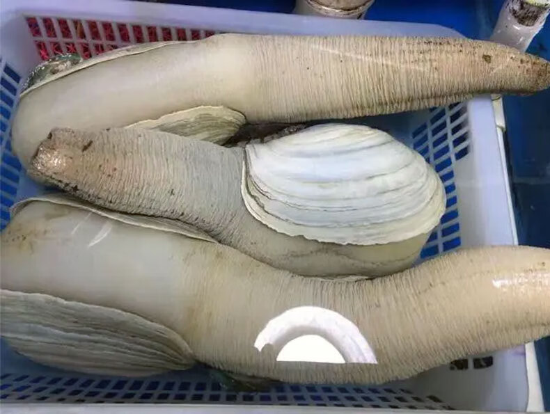 【活鲜】海鲜水产 鲜活象拔蚌 象牙蚌 海蚌 太平洋潜泥蛤 皇帝蚌 女神