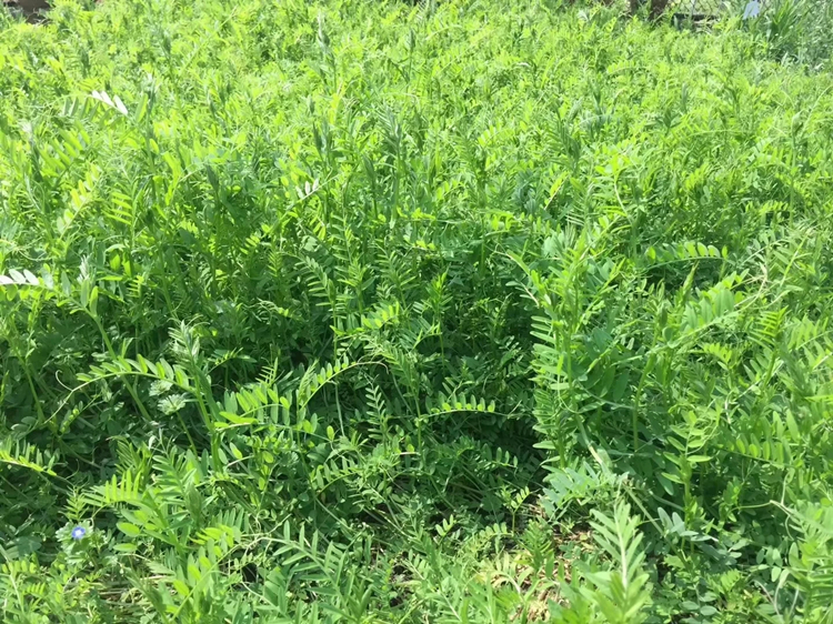 毛叶苕子 光叶紫花苕子 箭舌豌豆 毛野豌豆 大巢菜 果园绿肥固氮蜜源