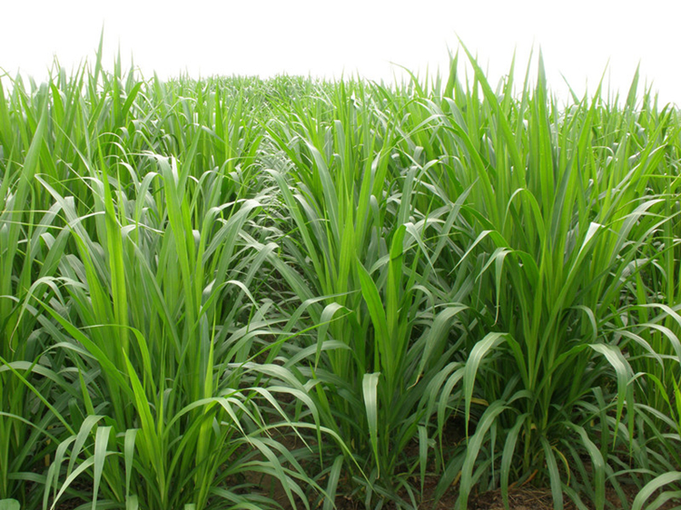 美国矮象草 桂牧一号 种芽 种节 种茎 种苗 种籽 草种青贮牧春籽牧草