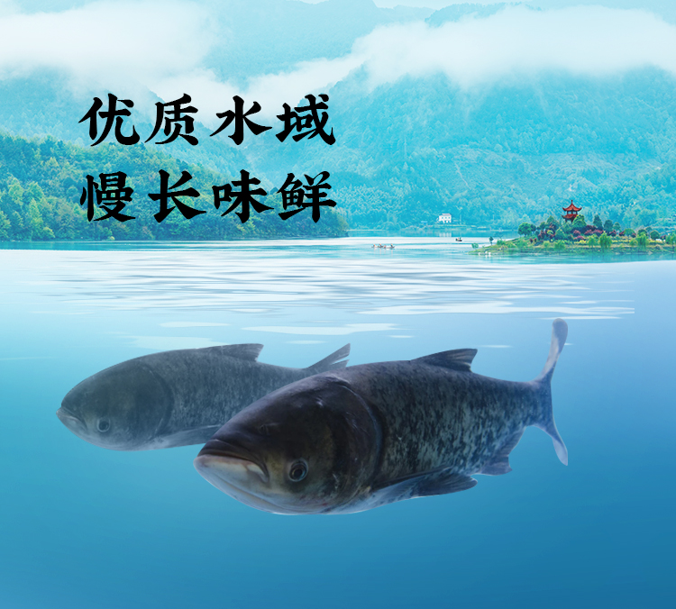 【禮券】上麟記 國產千島湖有機胖頭魚鱅魚禮盒(3-4斤)去鱗去鰓去髒