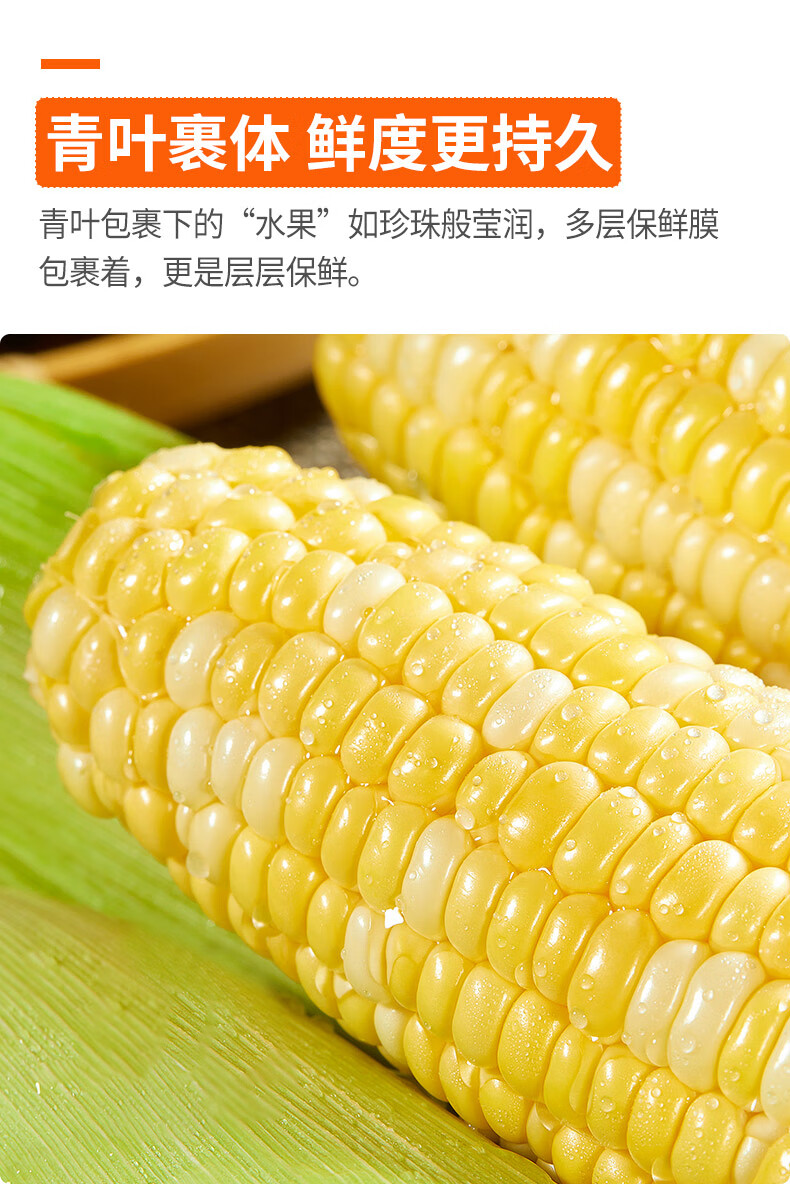 云南金银水果玉米黄白玉米玉米生鲜玉米脆甜爆浆生熟两吃火锅食材9斤