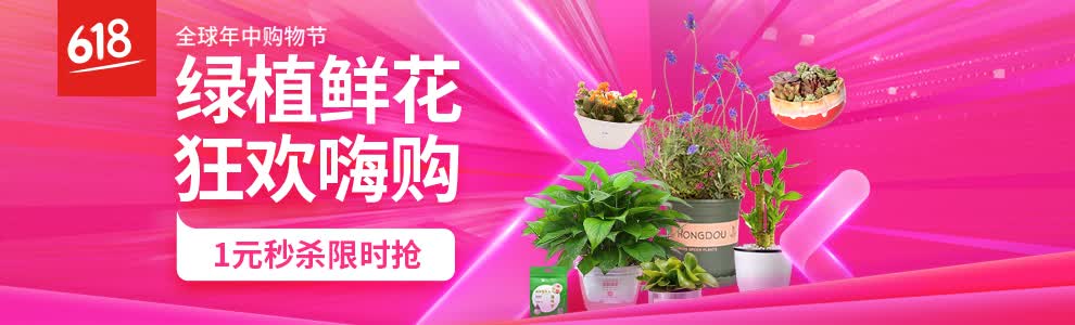 大花月季幼苗批发价格表