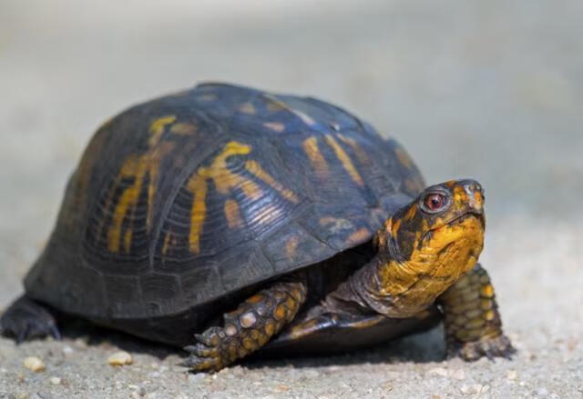 梦到黄乌龟,古老象征与现代解读 梦到黄乌龟,古老象征与现代解读