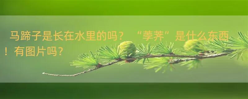 马蹄子是长在水里的吗？ “荸荠”是什么东西！有图片吗？