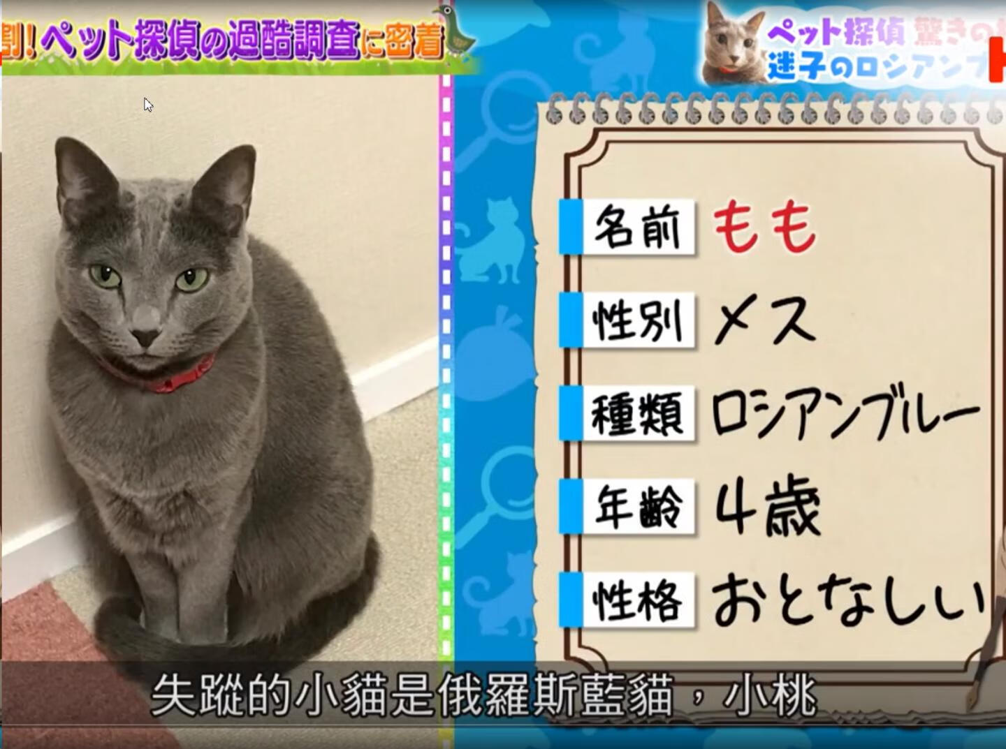 宠物侦探