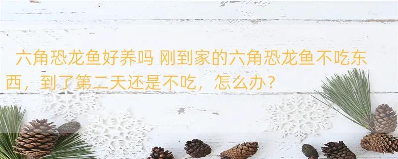 六角恐龙鱼好养吗 刚到家的六角恐龙鱼不吃东西，到了第二天还是不吃，怎么办？