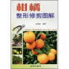 

柑橘整形修剪图解