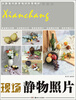 

全国美术高考培训专用教材：现场·静物照片