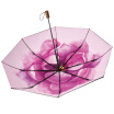Joy Collection Bananaunder Black Series 30 Clear Umbrella Small Sunscreen Uv Sunshade Curved Powder joy collection kopen in de aanbieding Joy Collection Bananaunder Black Series 30 Clear Umbrella Small Sunscreen Uv Sunshade Curved Powder joy collection kopen in de aanbieding