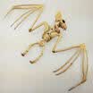 118 &quotCreepy Skeleton Bat Bonez Fiesta de Halloween Escena de miedo Complementos de decoración Nuevo