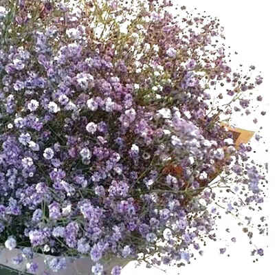 

30pcs Per Bag Babysbreath Flower Seeds Potted Bonsai Floral Plants Seeds Home Garden Decoration