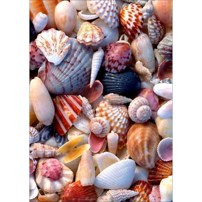 

5D Diamond Painting DIY Semi-finished Still Life Theme Shell Conch Sea Simple Style Home Bedroom Office Decoration