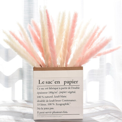 

Dried Small Pampas Grass Phragmites Communis Decoration for Home Store Wedding