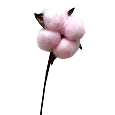 

Natural Cotton Balls Dried Flowers Wedding Dried Flowers Plants Party Birthday Hotel Courtyard Decorations Flowers For Crafts