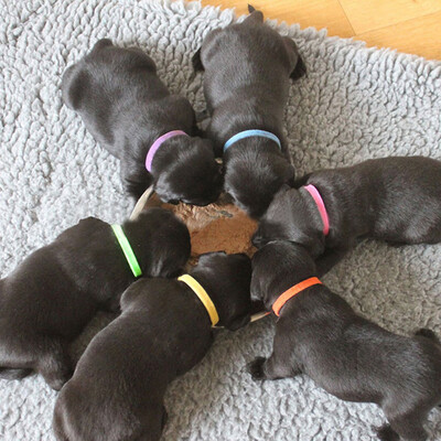 

Willstar 15PcsSet Soft Fabric Velcro Puppy Collars Puppy ID Collars Puppy ID Bands Adjustable