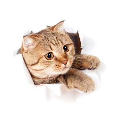 

Super Cute Vivid 3D Cat Wall Sticker Toilet Closet Waterproof Removable Kid Room Decoration