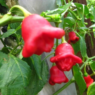 

Multicolor Pepper Seeds Home Garden Balcony Ornamental Potted Plant Vegetable Seeds