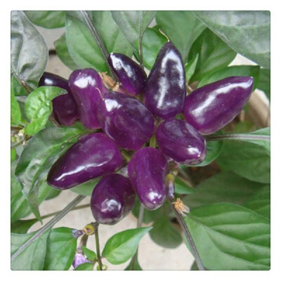 

Multicolor Pepper Seeds Home Garden Balcony Ornamental Potted Plant Vegetable Seeds