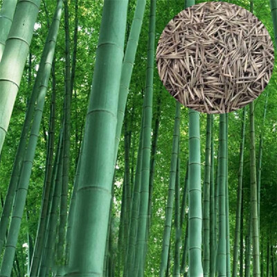 

100PCS Bamboo Seeds Phyllostachys Pubescens Bamboo Planting Seeds for DIY Home Garden PlantType 4