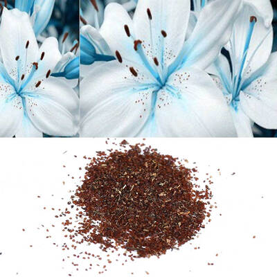 

100Pcs Lily Flower Seeds Potted Bonsai Plants Home Garden Balcony Yard Decoration Balcony Decor Lily Flower Planting Seeds