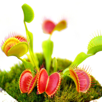 

200Pcs Fragrant Flowers Egret Flower Lithops Succulents Lily of the Valley Plant-Seeds Aquarium Plant Radiation-Proof Flores Conva