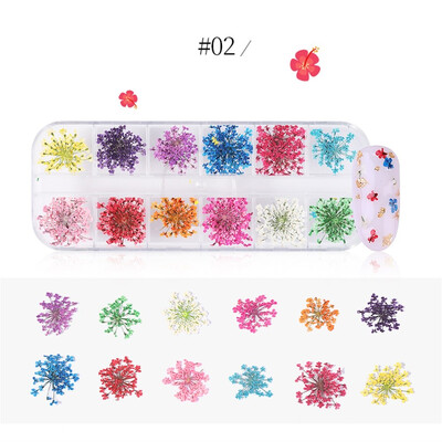 

Toponeto Nail Nail Dry Flower Star Sunflower Daffodil Five Petals Small Dry Flower