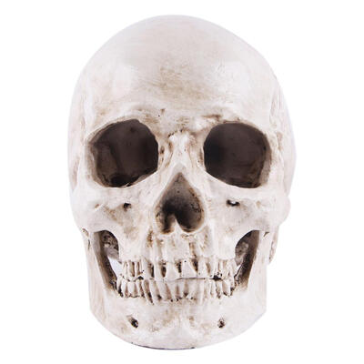 

Resin Skull Sculpture Education Painting Simulation Dedicated Medical Model