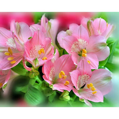 

5D DIY Diamond Painting Pink Flowers Cross Stitch Embroidery Rhinestones