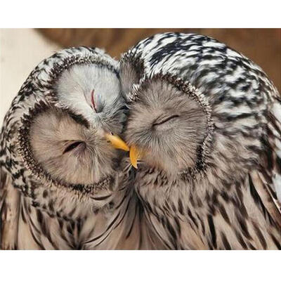 

5D DIY Full Drill Square Diamond Painting Kiss Bird Cross Stitch Embroidery