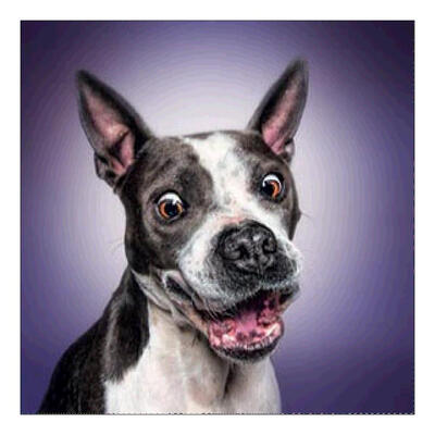 

5D DIY Full Drill Diamond Painting Dog Cross Stitch Embroidery Mosaic Kit