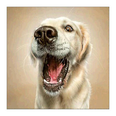 

5D DIY Full Drill Diamond Painting White Dog Cross Stitch Embroidery