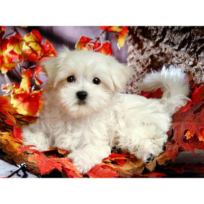 

5D DIY Full Drill Diamond Painting White Dog Cross Stitch Embroidery Mosaic