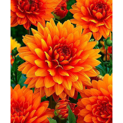 

Toponeto 5D Embroidery Paintings Rhinestone Pasted DIY Diamond Painting Cross Sti